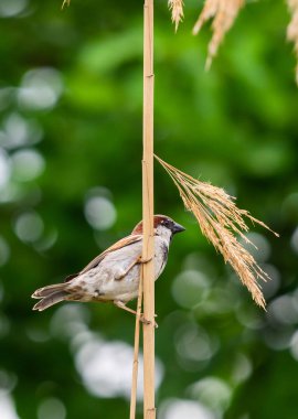 Bir ağaç dalına tünemiş ev serçesi.