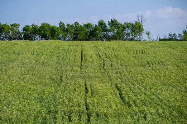 Zelená Pšeničné Pole Krásné Letní Krajina — Stock fotografie