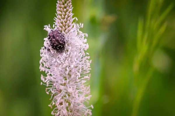 Black insect on a plantain flower. Summer landscape