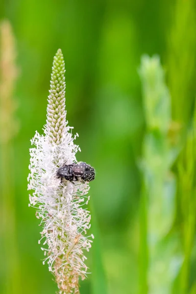 Black insect on a plantain flower. Summer landscape