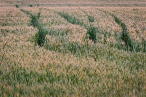 Pšeničné Pole Stopy Zeleném Poli Pšenice — Stock fotografie