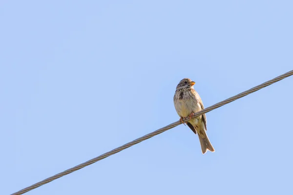 Самка Yellowhor Emberiza Citrinella Дикой Природе — стоковое фото