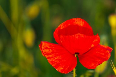 Vahşi kırmızı haşhaş çiçek günbatımı ışık alanında.