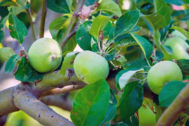 Bahçe ağacındaki bir dalı üzerinde yeşil elma.