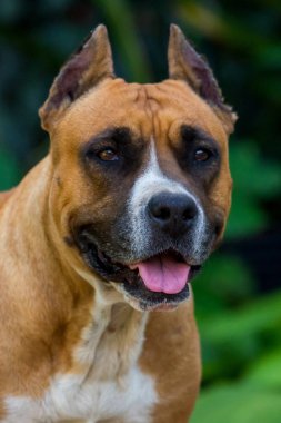 Personel Terrier 'in yakın plan portresi. Amerikan personeli bahçede ya da parkta..