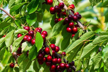 Kiraz güneşli bahçe içinde meyve ağaç dal. Yaz sezonu dal taze kiraz demet.