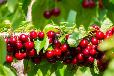 Cherries on a branch of a fruit tree in the sunny garden. Bunch of Fresh cherry on branch in summer season. clipart