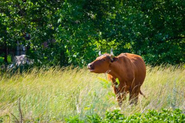 Mera üzerinde otlatma kahverengi inek. Kırsal tema arka plan