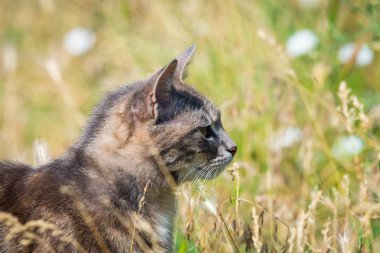Gri kedi yeşil çim portresi