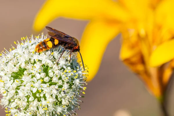 Hornet on garden onion flower. Nature background