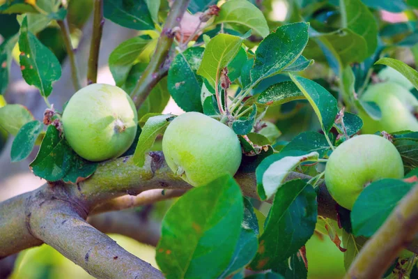 Bahçe ağacındaki bir dalı üzerinde yeşil elma.