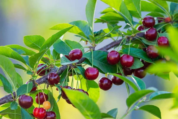 Kiraz güneşli bahçe içinde meyve ağaç dal. Yaz sezonu dal taze kiraz demet.