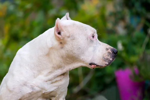 Personel Terrier 'in yakın plan portresi. Amerikan personeli bahçede ya da parkta..