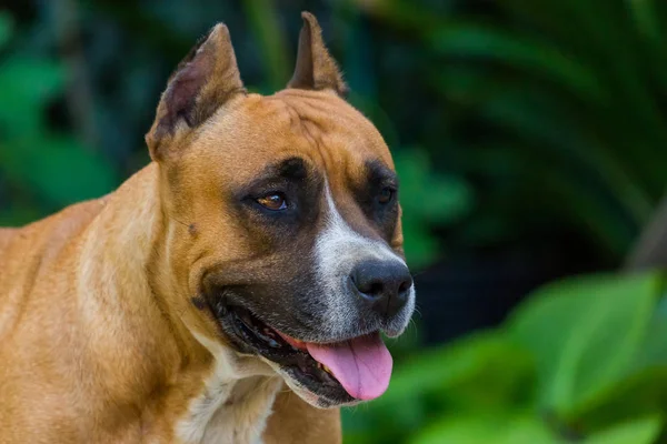 Nahaufnahme Porträt Eines Staffordshire Terriers Amerikanisches Staffordshire Garten Oder Park — Stockfoto