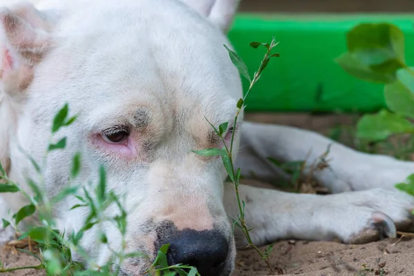 Personel Terrier 'in yakın plan portresi. Amerikan personeli bahçede ya da parkta..