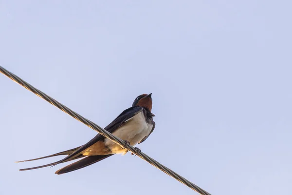 Barn Swallow Hirundo Rustica Swift Lovely Black Bird Green Face — Stock Photo, Image