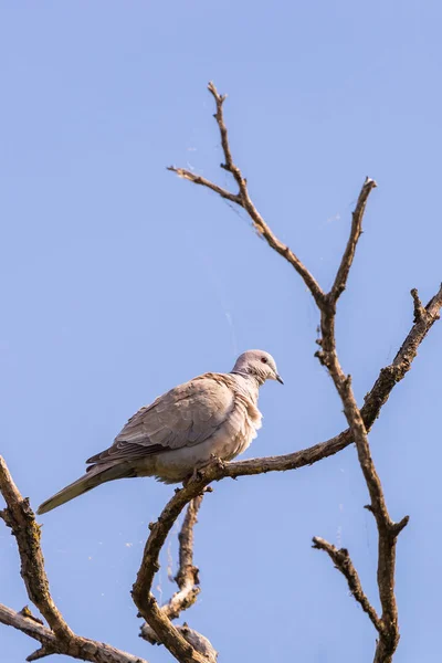 Tortora Streptopelia Giardino Siede Sul Ramo Del Melo Primaverile — Foto Stock