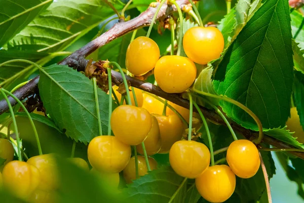 Cerejas Ramo Uma Árvore Fruto Jardim Ensolarado Bando Cereja Fresca — Fotografia de Stock