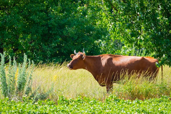 Mera üzerinde otlatma kahverengi inek. Kırsal tema arka plan