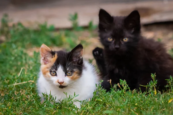 Dois Gatinhos Peludos Brincar Quintal Gatinho Grama Verde Estilo Vida — Fotografia de Stock