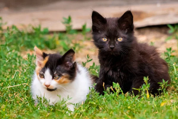 Zwei Kleine Pelzige Kätzchen Die Hof Spielen Jungtier Auf Grünem — Stockfoto