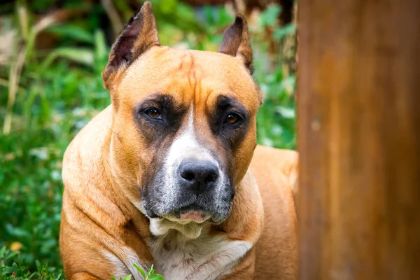 Een Close Upportret Van Staffordshire Terriër Amerikaans Staffordshire Tuin Park — Stockfoto