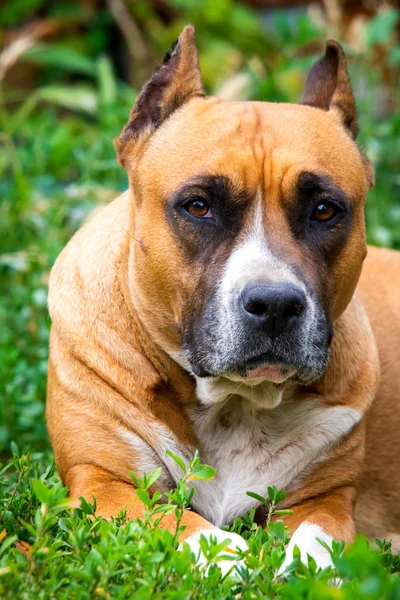 Een Close Upportret Van Staffordshire Terriër Amerikaans Staffordshire Tuin Park — Stockfoto