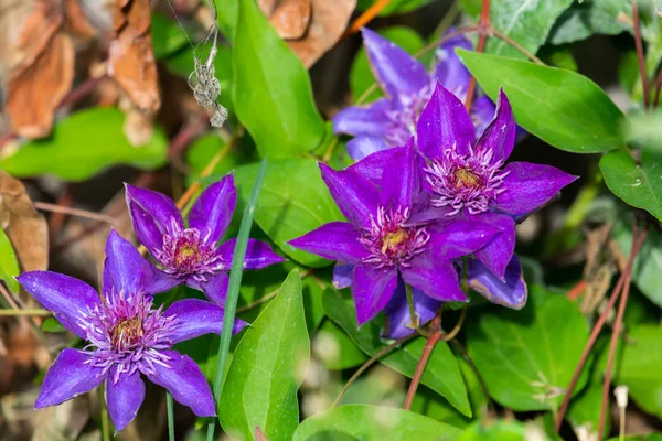 Blooms Clematis Blue Purple Flowers Clematis President Two Flowers — Stock Photo, Image