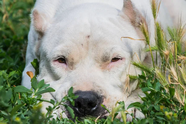 Een Close Upportret Van Staffordshire Terriër Amerikaans Staffordshire Tuin Park — Stockfoto