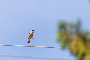 Kuzey örümcek kuşu ya da kasap kuş, kuşu excubitor, doğal bir levrek doğal bir arka plan üzerinde büyük gri gri örümcek kuşu