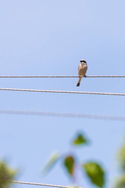 Kuzey örümcek kuşu ya da kasap kuş, kuşu excubitor, doğal bir levrek doğal bir arka plan üzerinde büyük gri gri örümcek kuşu