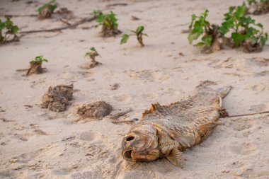 Günbatımı zaman sahilde ölü balık. Su kirliliği kavramı