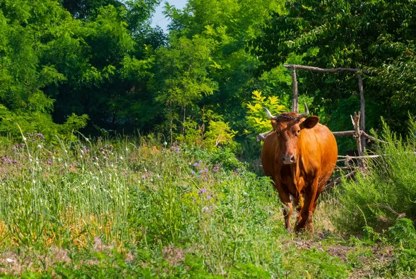 Vaca Marrón Pastando Pasto Fondo Temático Rural — Foto de Stock