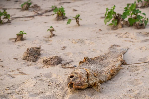 Günbatımı zaman sahilde ölü balık. Su kirliliği kavramı