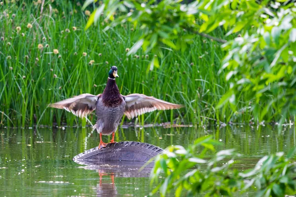 Canard Colvert Mâle Anas Platyrhynchus Sur Étang — Photo