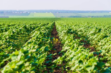Satır agroculture alan, tarım manzara olgunlaşma yeşil.