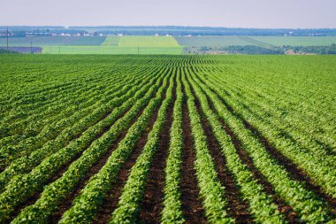 Satır agroculture alan, tarım manzara olgunlaşma yeşil.