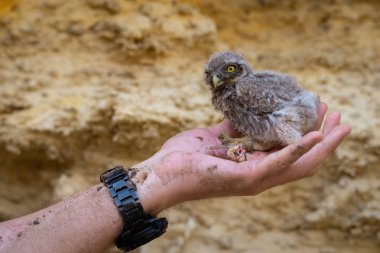Kukumav veya Athene noctua tavuk yemi elde.