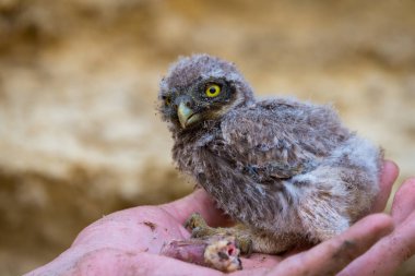 Kukumav veya Athene noctua tavuk yemi elde.