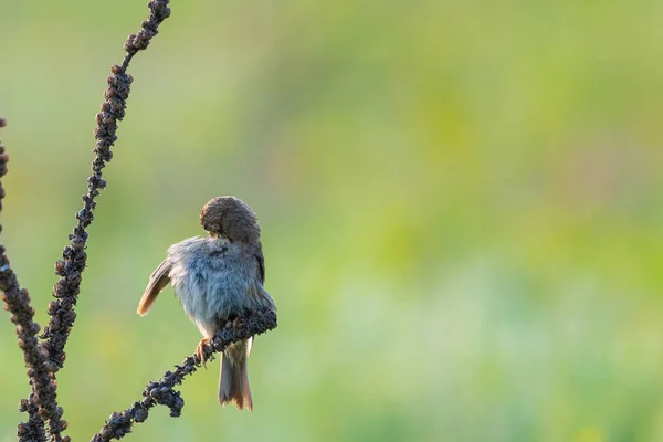 Grauwe Gors Miliaria Calandra Zit Reinigt Veren Tak — Stockfoto