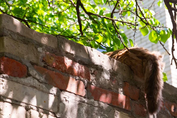 猫のツリーの下のレンガの壁を置くこと — ストック写真