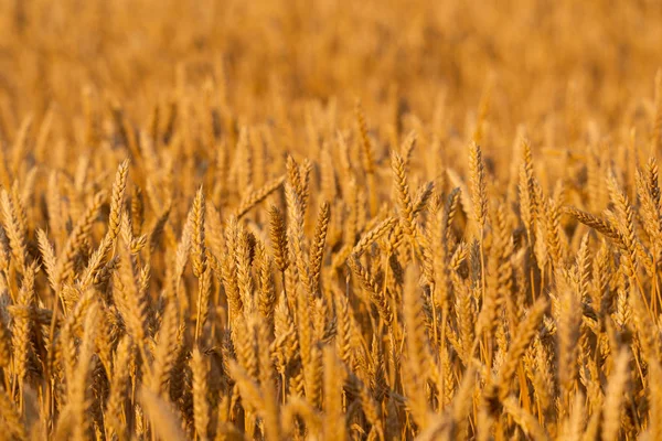 Zlaté Pšeničné Pole Slunečný Den Venkovských Pozaďových — Stock fotografie