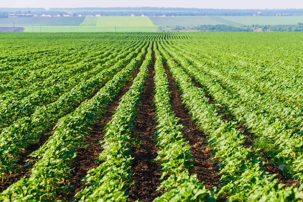 Satır agroculture alan, tarım manzara olgunlaşma yeşil.