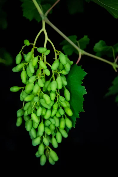 Зрізати Зелений Виноград Листям Чорному Тлі — стокове фото