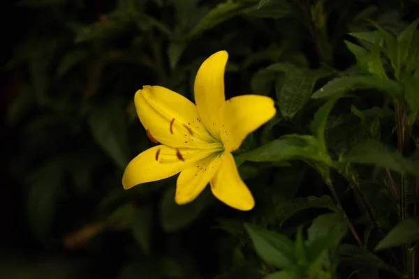 Schöne Gelbe Lilie Auf Schwarzem Hintergrund — Stockfoto