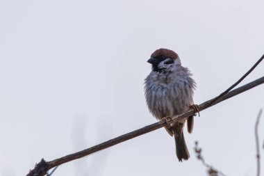 Serçe bir dal ve doğrultucu tüyler üzerinde oturur. Closeup çekim