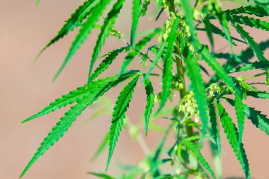 Büyüyen esrar esrar bitki bush. Yeşil esrar sativa ya da marihuana yaprağı