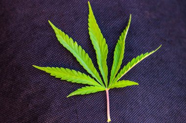 Yeşil kenevir sativa veya marihuana yaprağı. Yasadışı uyuşturucuların yasallaştırılması