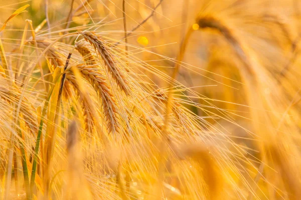 麦田金黄色的麦穗合拢 美丽的自然落日景观 阳光下的乡村风景 小麦田熟穗的背景 丰富的收获概念 标签艺术设计 — 图库照片