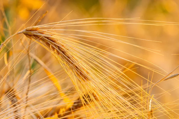 Pšeničné Pole Uši Zlaté Pšenice Zblízka Krásná Krajina Západu Slunce — Stock fotografie